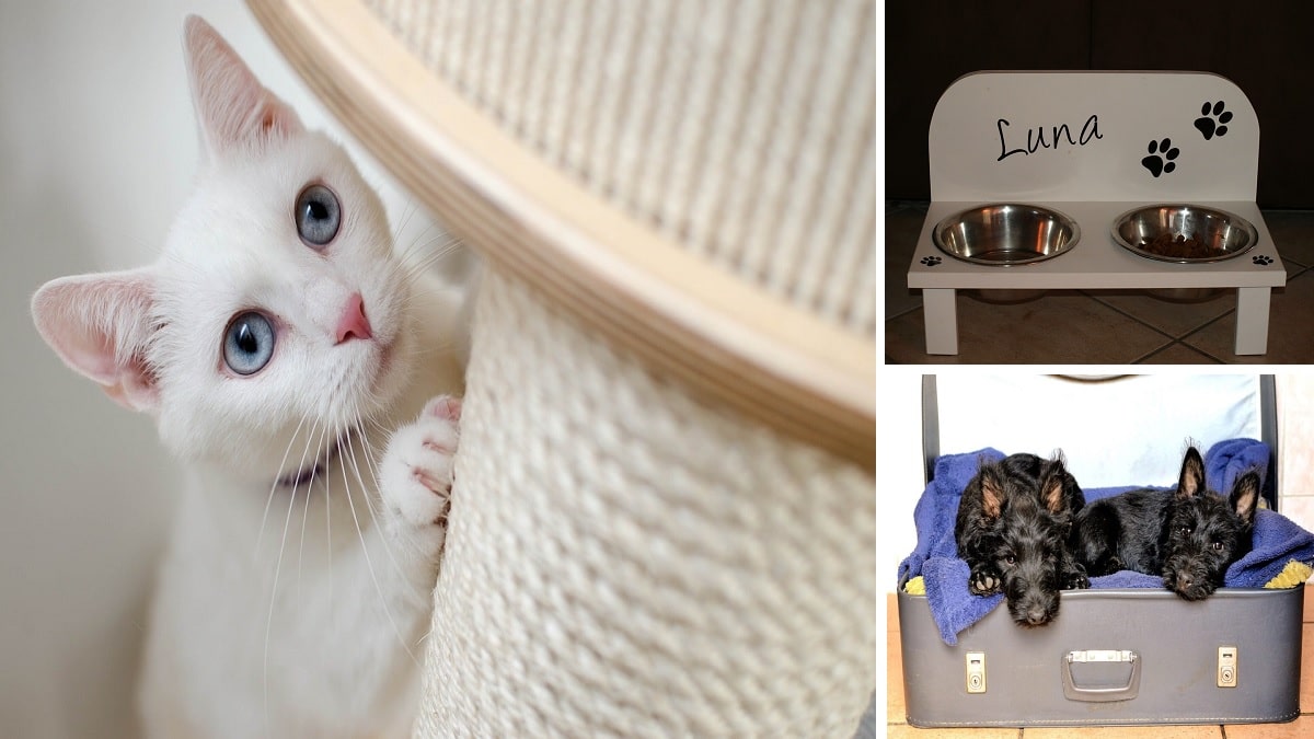 Casetta per gatti fai-da-te 😻 Migliori gadget e idee creative per i tuoi  animali domestici 